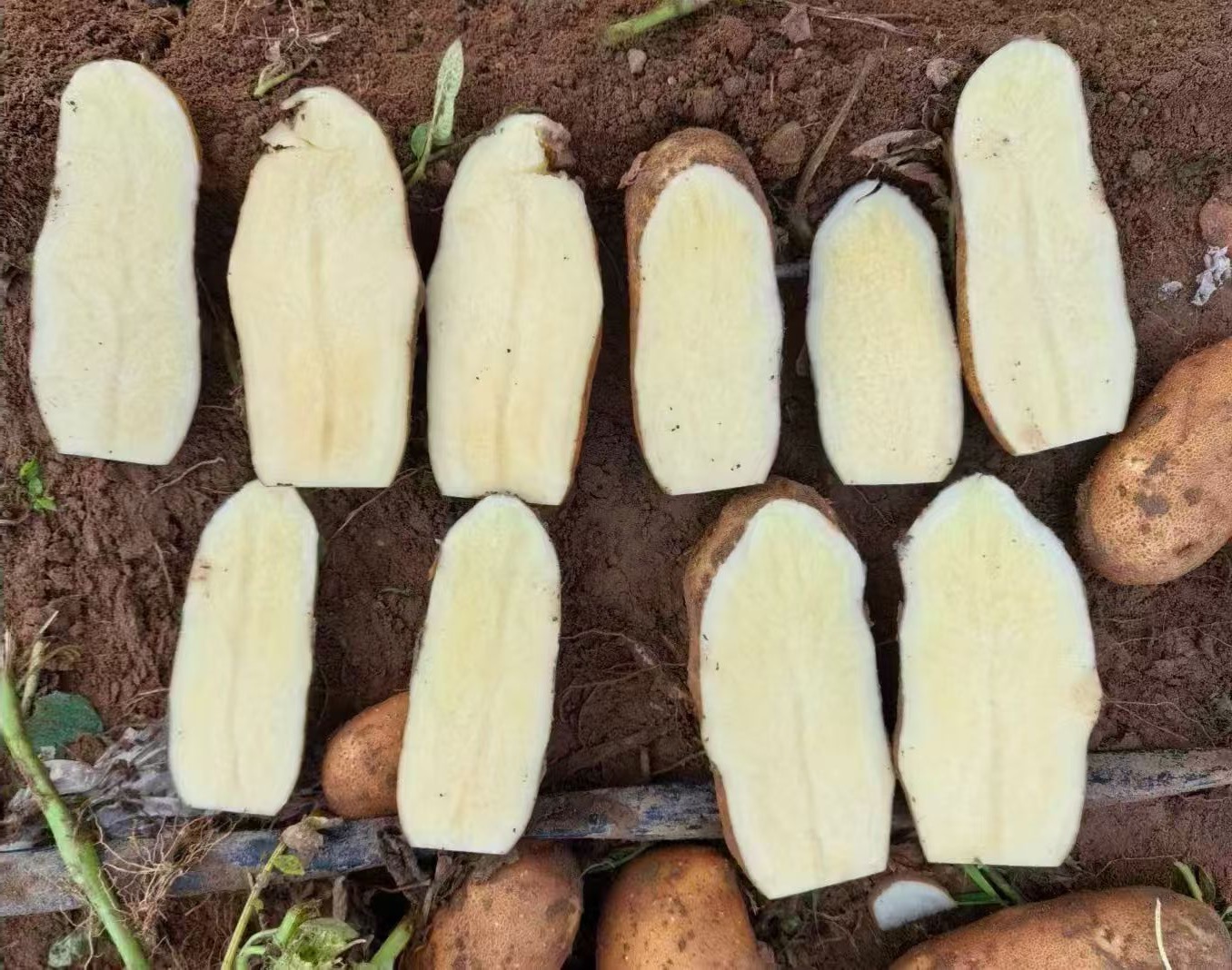 Cut fry-grade potatoes with the long sides aligned vertically