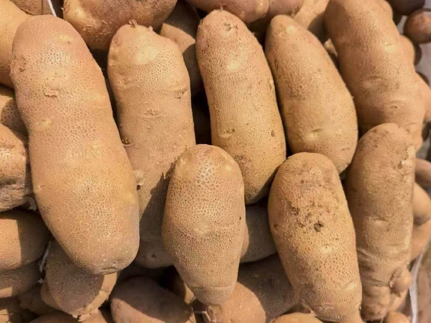 Whole large fry-grade potatoes arranged vertically